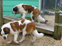 Photo Gallery | stbernard1and2aug09