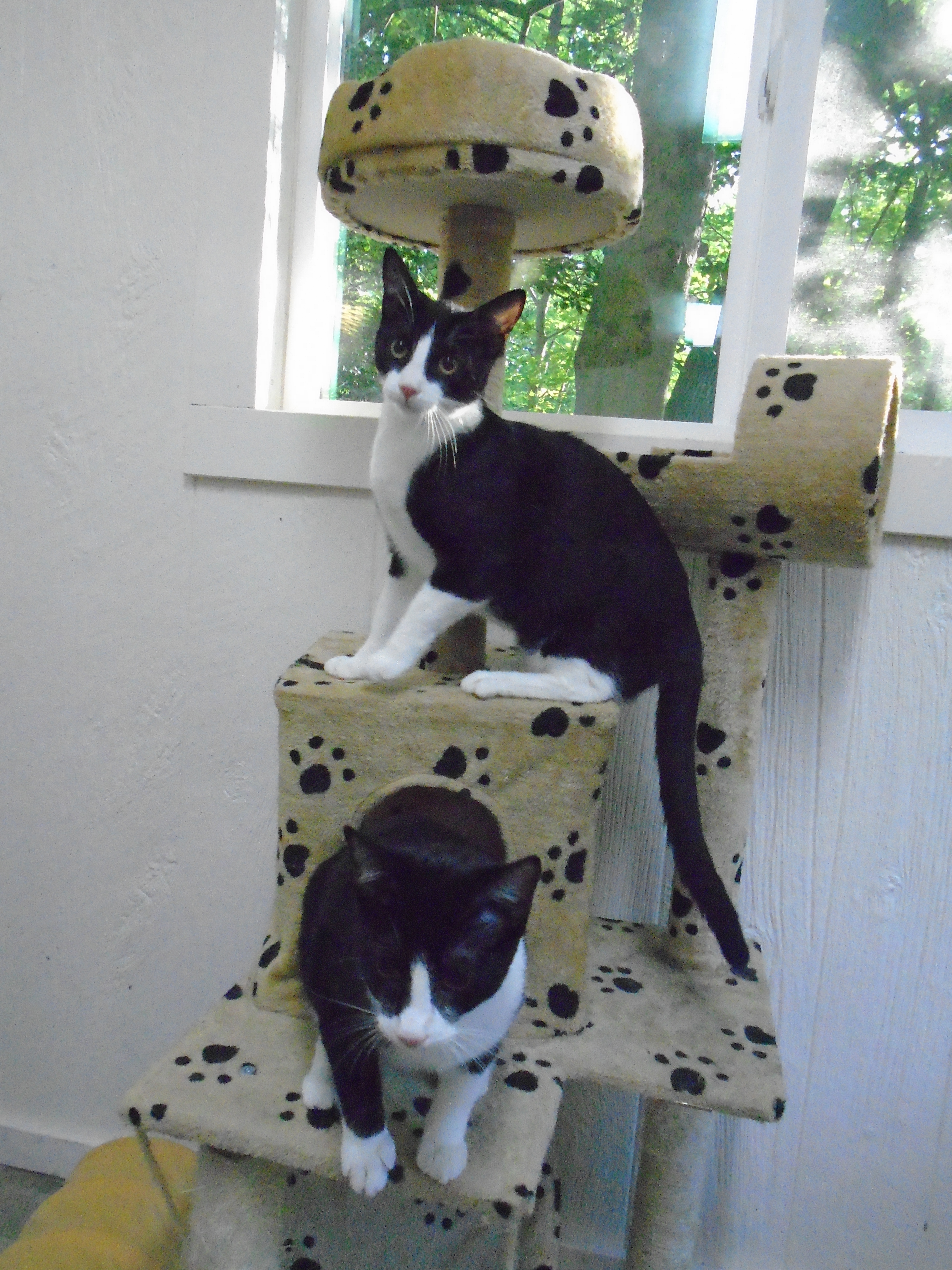 Kitties at play alt=
